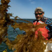 Dans le Maine, les pêcheurs de homards se reconvertissent dans la culture d’algues