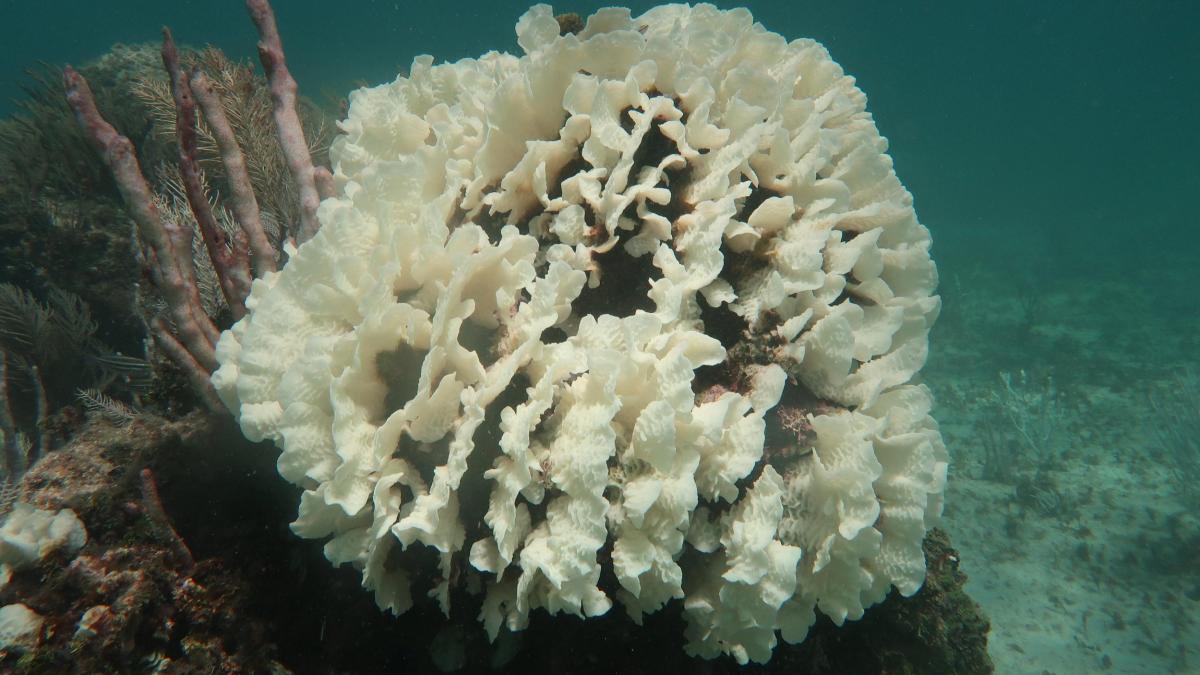 Ungewöhnlich starke Korallenbleiche vor der Küste von Mexiko beobachtet