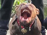 How convicted drug dealers are running businesses selling XL Bullys from behind bars - as rogue breeders share videos of 'bite work' sessions using leather sticks, steroids and treadmills to exploit their pet's aggression