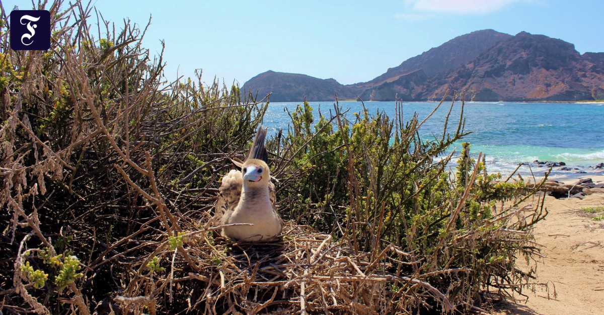 Angst vor Vogelgrippe: Kranke Vögel auf Galápagos-Inseln werden untersucht