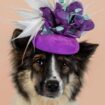 Kate Middleton’s milliner creates cute calendar with hounds in hats to raise funds for pet shelters