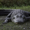 En Floride, un alligator tué après la découverte du corps d’une femme dans ses mâchoires