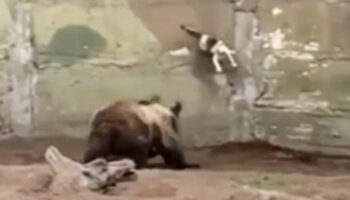 Zoo von Buenos Aires: Katze verirrt sich in Bärengehege – ihr Irrtum wird ihr beinahe zum Verhängnis