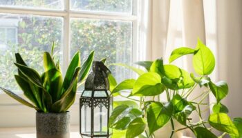 Three gorgeous houseplants that will banish condensation and mould in your home