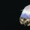 Une rarissime pieuvre “Dumbo” filmée au large d’Hawaii