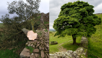 Au Royaume-Uni, le célèbre arbre de Sycamore Gap a été mystérieusement abattu dans la nuit