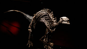 La ruée vers l'os ?: Un squelette de dinosaure exceptionnel en vente à Paris
