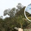 Adiós al 'Sycamore gap': un adolescente detenido por talar con motosierra uno de los árboles más famosos del Reino Unido