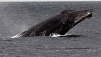 Australie: un mort et un blessé après que leur bateau a été heurté par une baleine