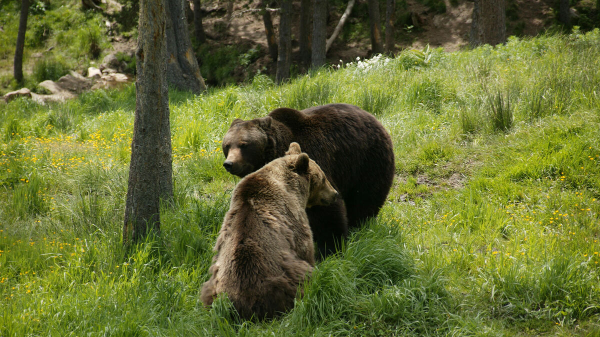 La population d’ours s’accroît dans les Pyrénées