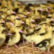 Grippe aviaire : les canards français vont être vaccinés, et c’est une bonne nouvelle pour le foie gras de Noël