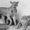 Du sang dans la brousse: la terrible histoire des lions mangeurs d'hommes du Tsavo