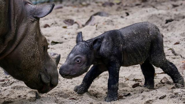 Bedrohte Tierart: Seltenes Sumatra-Nashorn bekommt Nachwuchs in Indonesien