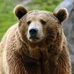 Couple and their dog are killed in grizzly bear attack while they were camping in Banff National Park
