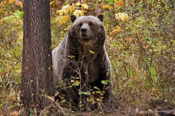Brave husband successfully fights off bear attacking 73-year-old wife in park