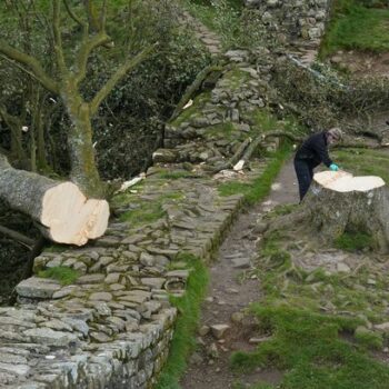 Warning over Sycamore Gap copycats as National Trust on alert with tree to be removed