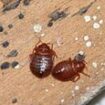 Now bedbug plague spreads to Wiltshire and Somerset: Horrified locals in Swindon throw out infested mattresses, while toddler is left riddled with bites at Butlin's in Minehead - after outbreaks in Luton, London and Manchester