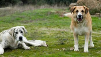 Perros pastores: ¿qué responsabilidad tienen sus dueños para evitar ataques? ¿cuáles son sus obligaciones?