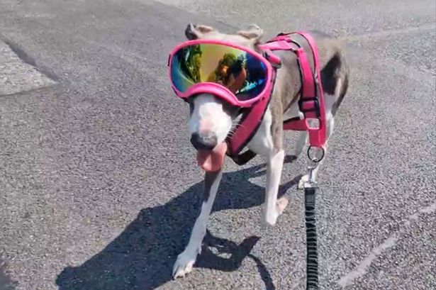 Incredible moment woman on roller skates towed by her hero whippet guide dog