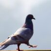 Les pigeons résolvent les problèmes comme l'intelligence artificielle