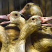 Grippe aviaire : la France lance une campagne de vaccination inédite pour 64 millions de canards