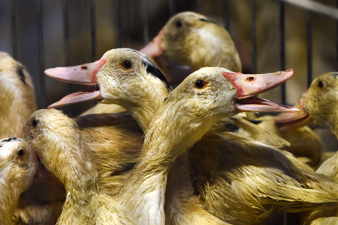 Grippe aviaire : la France lance une campagne de vaccination inédite pour 64 millions de canards