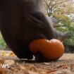 A rhino eats a pumpkin