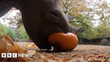 A rhino eats a pumpkin
