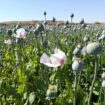 La adormidera, el cultivo «de moda» que lidera Castilla-La Mancha esencial para la industria farmacéutica