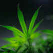 Le cannabis, une plante incontournable des pharmacopées anciennes