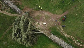 Royaume-Uni : l’homme ayant abattu le mythique arbre de Robin des bois toujours recherché par la police