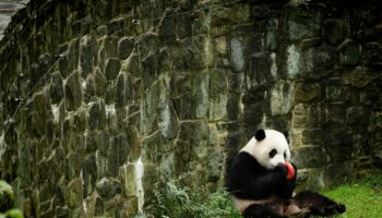 Wait. What? The pandas are leaving Washington? Why did no one tell me?