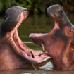 La Colombie se décide à stériliser les envahissants hippopotames de Pablo Escobar