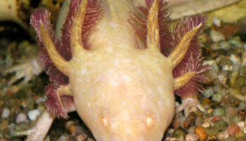 Au Mexique, une campagne pour tenter de sauver l’axolotl