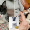 Adorable rescue kitten sparks huge rabies scare that could affect 7 million Americans