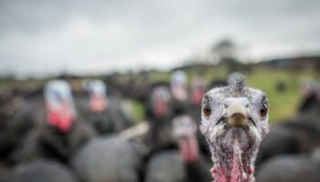 Christmas dinner could be ruined as entire flock of turkeys stolen in late night heist