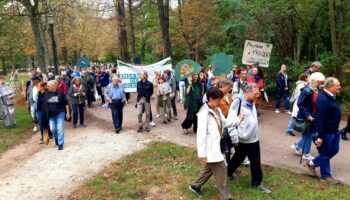 Bois de Vincennes : en lutte contre « les coupes d’arbres rases », ces associations réclament un moratoire
