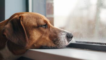 États-Unis : une inquiétante épidémie canine interroge les vétérinaires