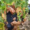Global wine output falls to lowest level in 60-years