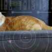 Erfolgreiches Experiment: Nasa sendet Katzenvideo per Laser aus dem Weltall – warum das ein großer Durchbruch ist