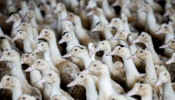 Grippe aviaire : après « plusieurs foyers » détectés, le gouvernement place le niveau de risque à « élevé »