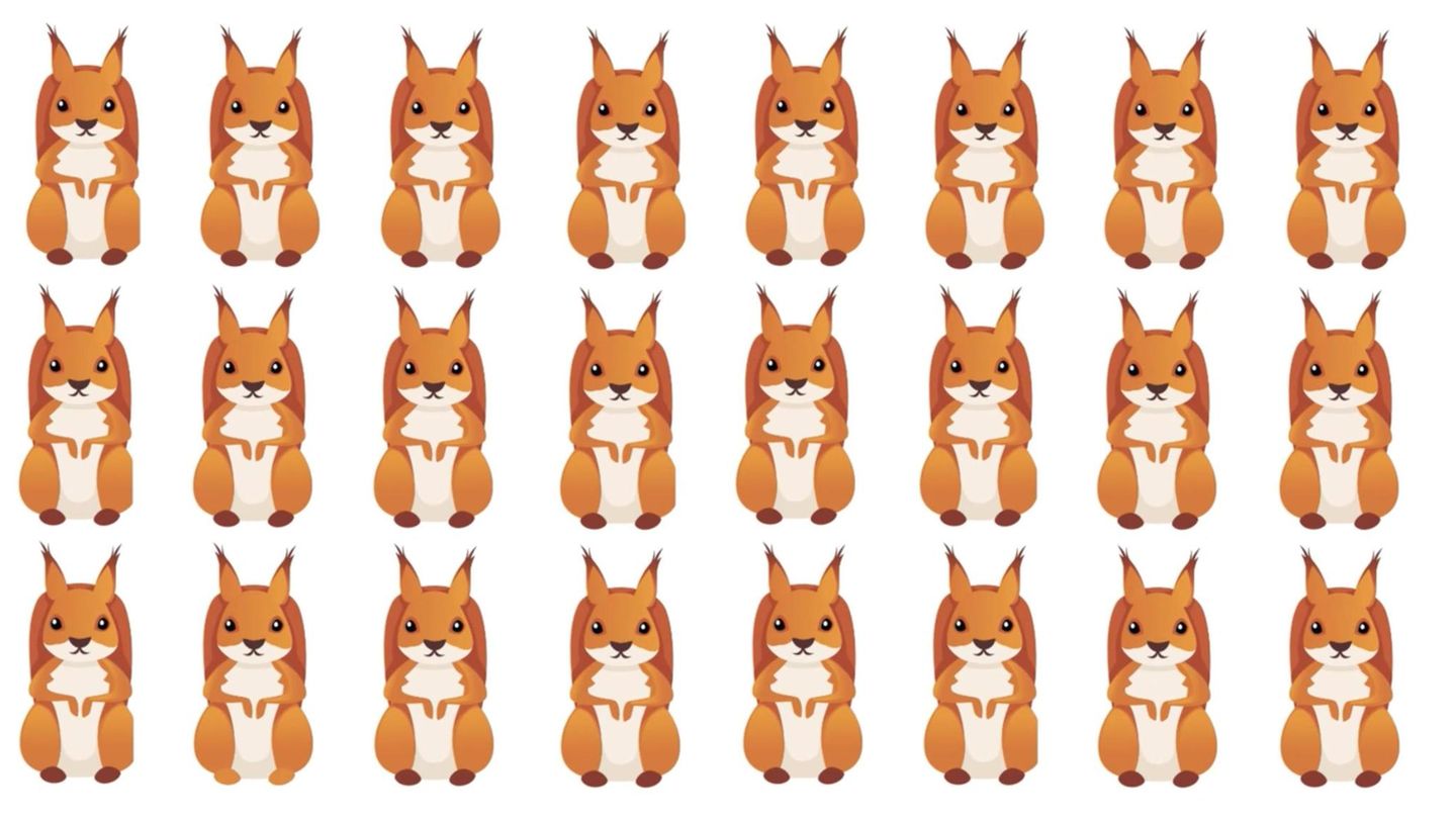 Schwieriges Suchbild: Schneller Augentest: Eines dieser Eichhörnchen tanzt aus der Reihe – können Sie es finden?