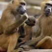 Paviane in Nürnberg: Dürfen Affen im Zoo getötet werden?