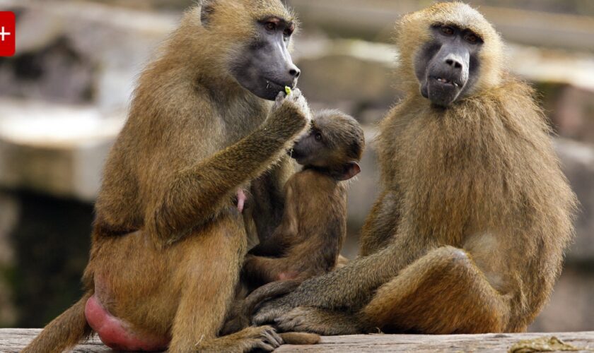 Paviane in Nürnberg: Dürfen Affen im Zoo getötet werden?