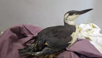 Mystery oil slick sparks RSPCA bird rescue amid fears more wildlife is at risk