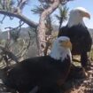 How to watch beloved Big Bear bald eagles hatch their chicks