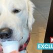 Starbucks sends customers into a froth by charging for once-free pupuccinos for dogs
