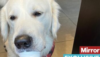 Starbucks sends customers into a froth by charging for once-free pupuccinos for dogs