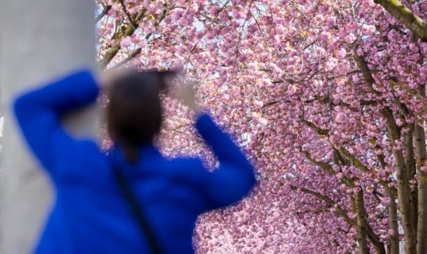 Eine Touristin fotografiert blühende Kirschblütenbäume in Bonn. Prognosen zufolge könnten die Blüte in diesem Jahr um Ostern her