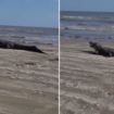 Family witnesses gator munching on prey at Texas beach: 'Without a care in the world'